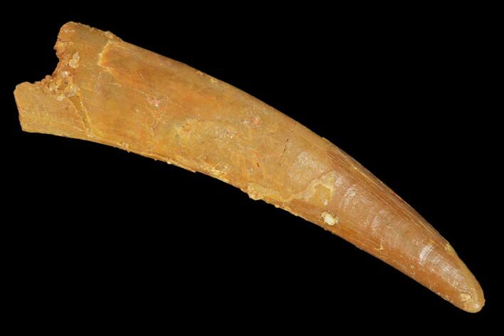 Fossil Pterosaur (Siroccopteryx) Tooth - Morocco #145195